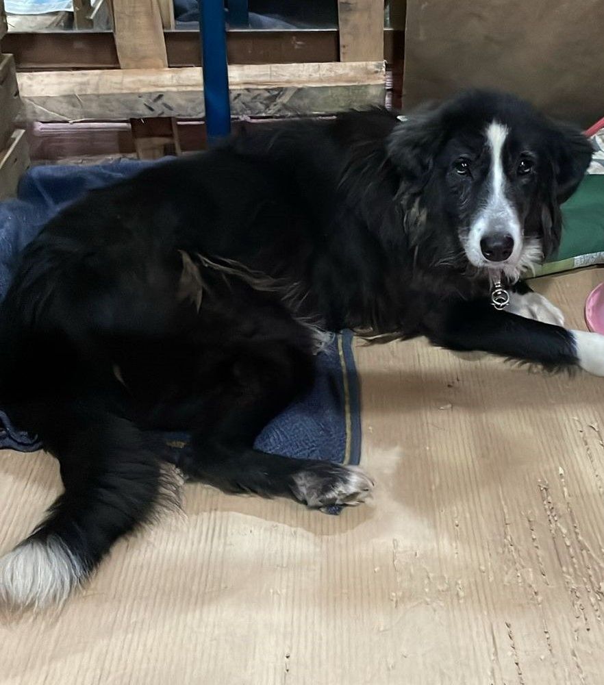 Cão