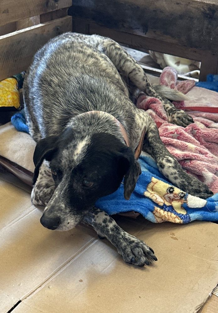 Cão