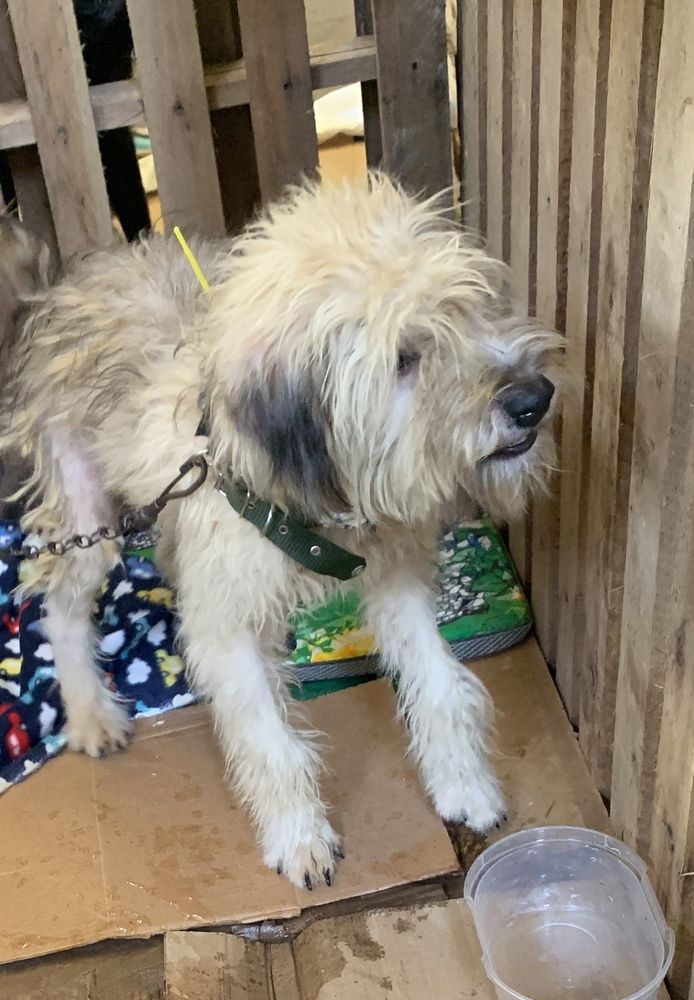 Cão