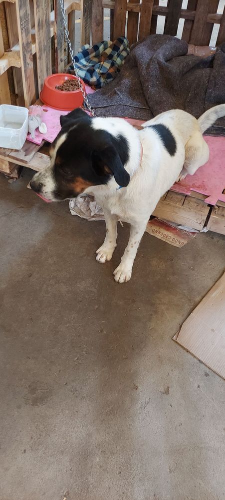 Cão