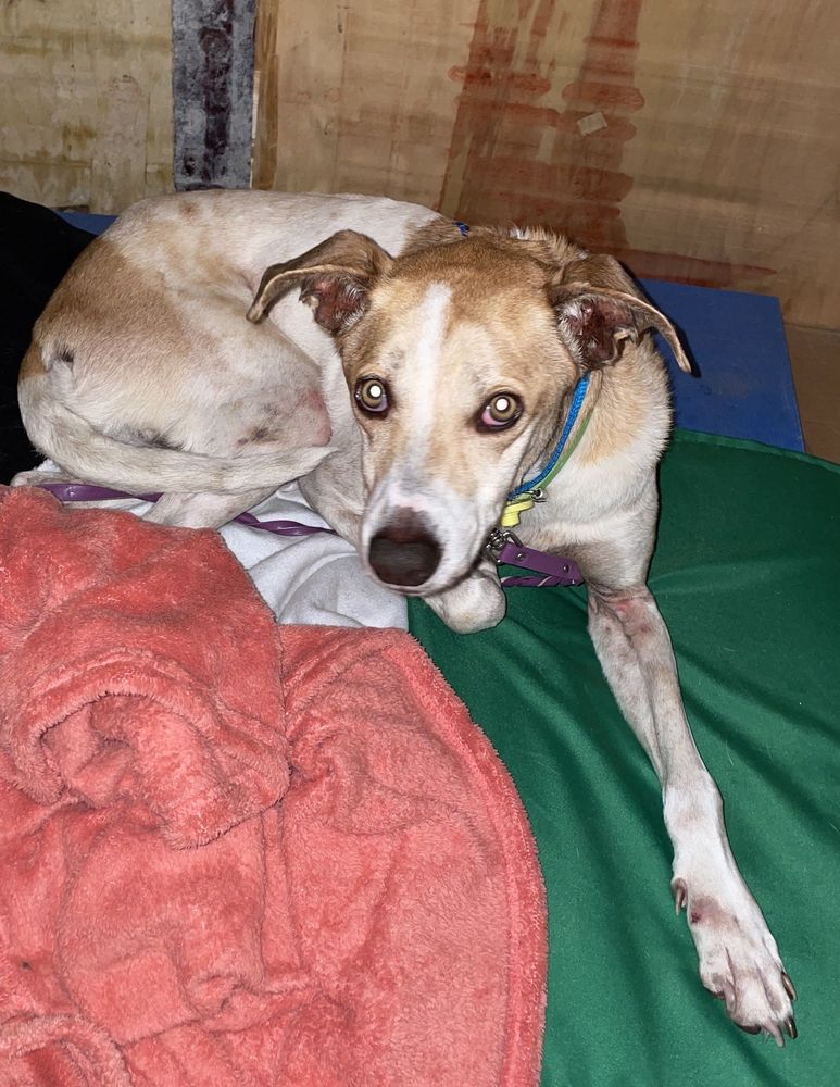 Cão