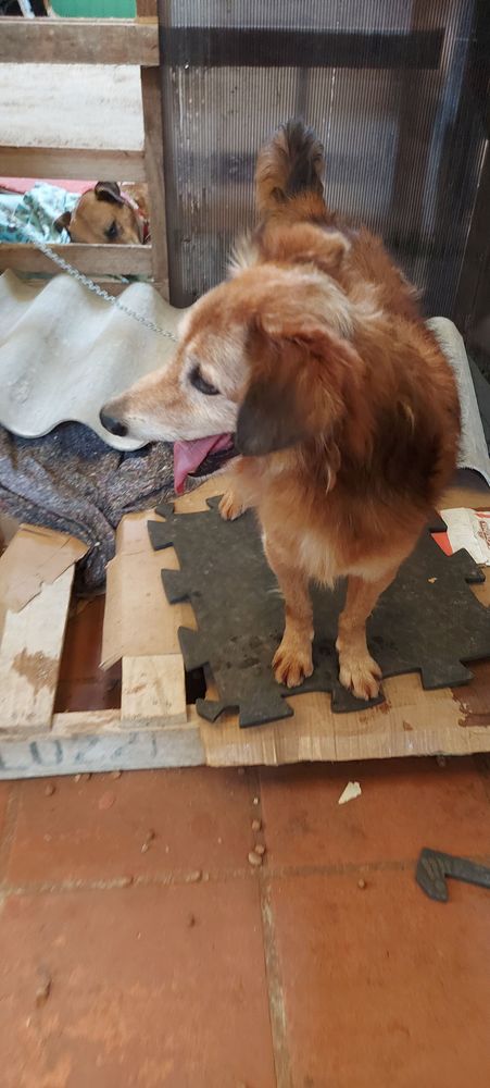 Cão