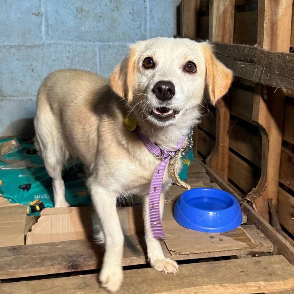 Cão