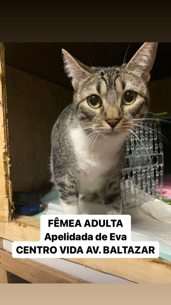 Gato