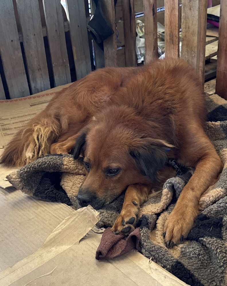 Cão