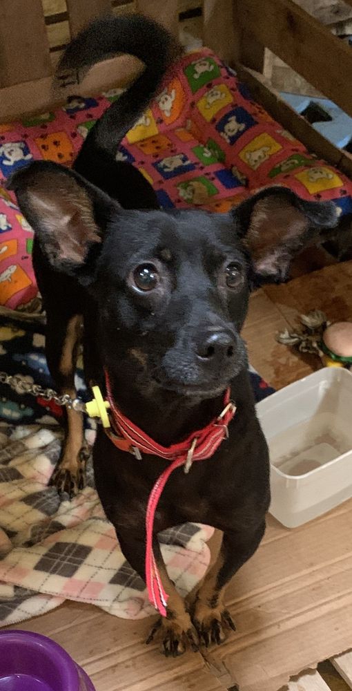 Cão
