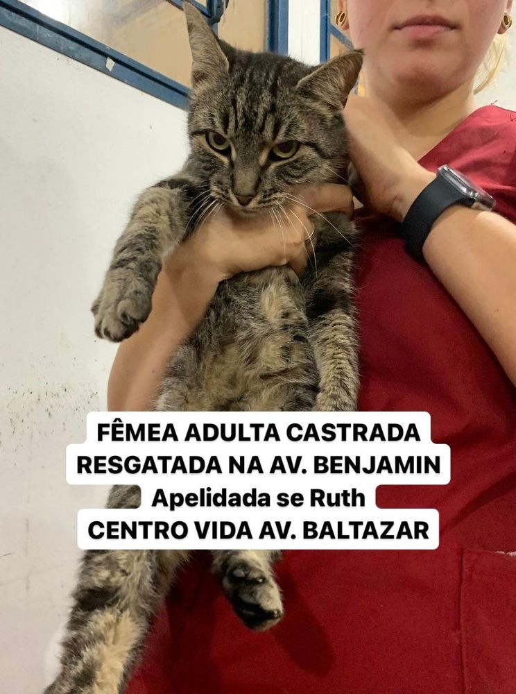 Gato