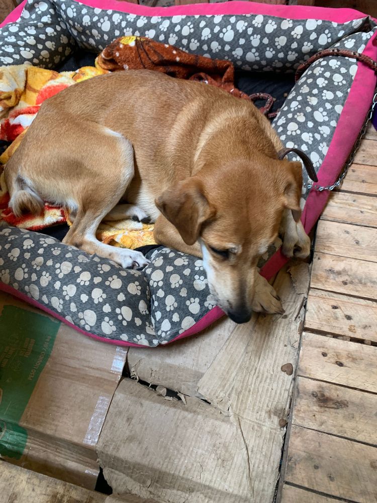 Cão