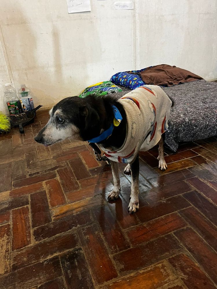 Cão