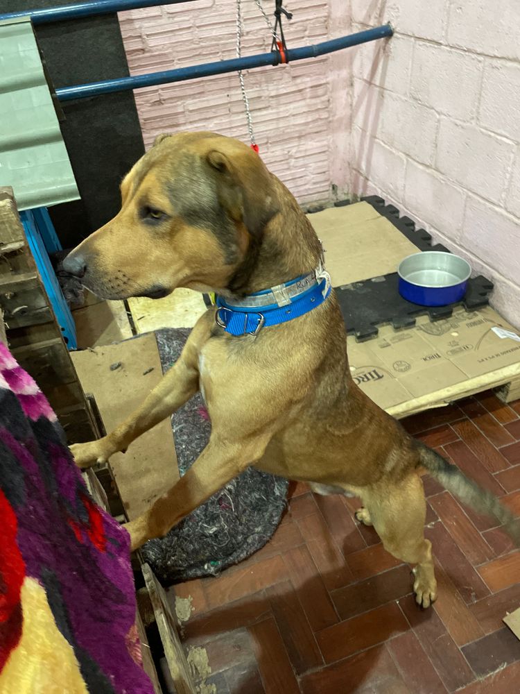 Cão