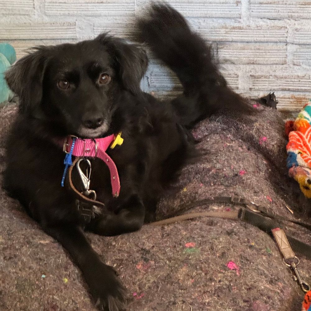 Cão