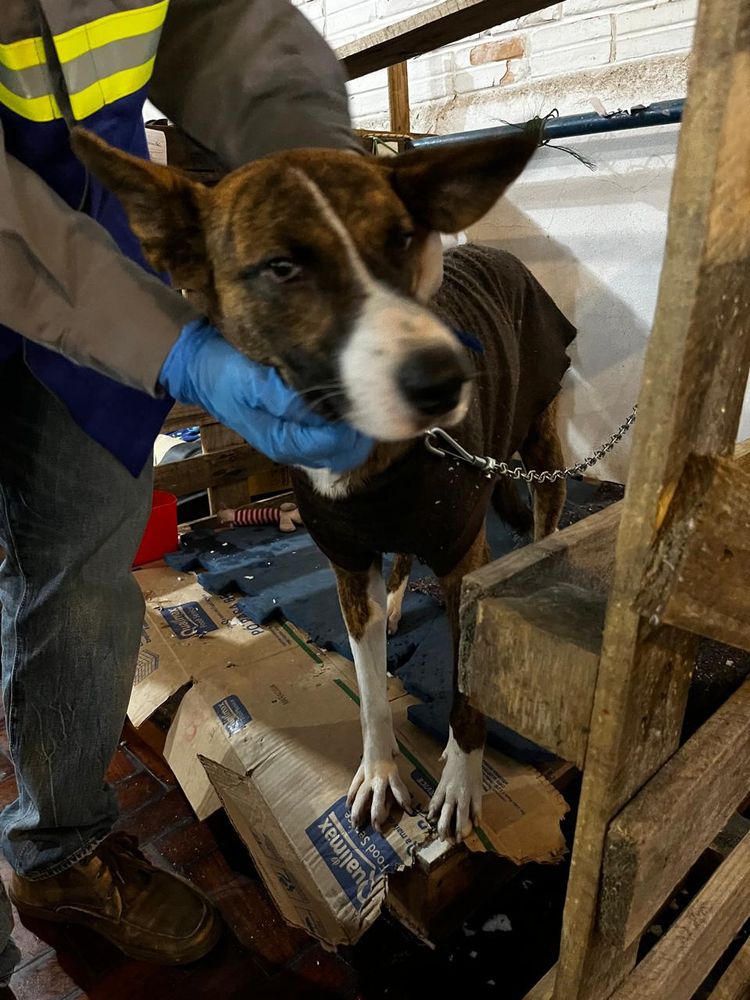Cão