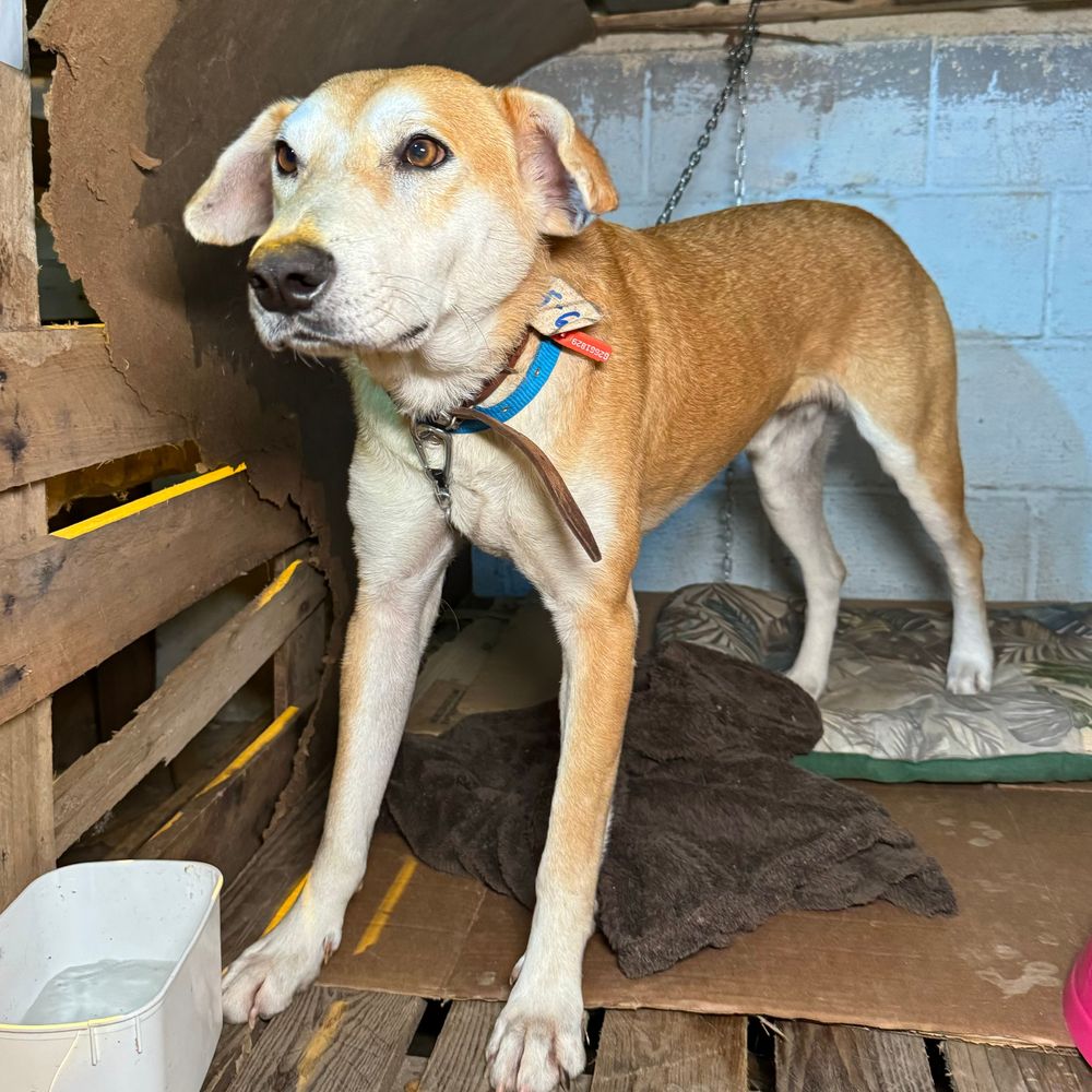 Cão