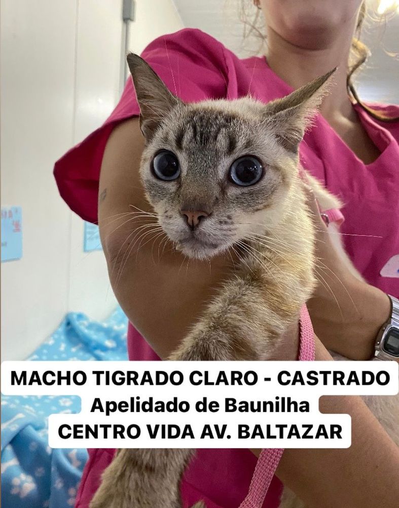 Gato