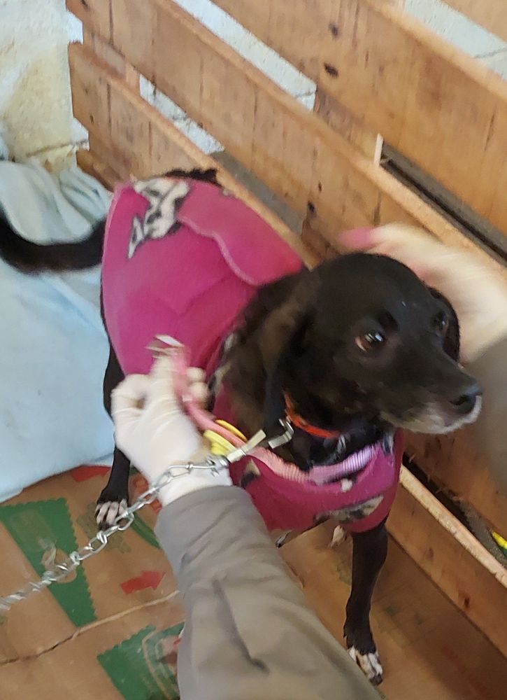 Cão