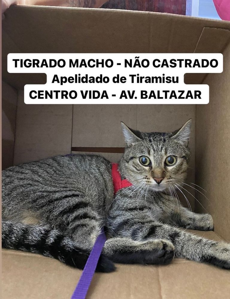 Gato