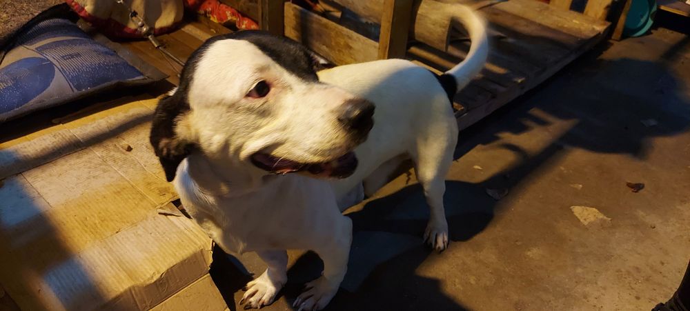 Cão