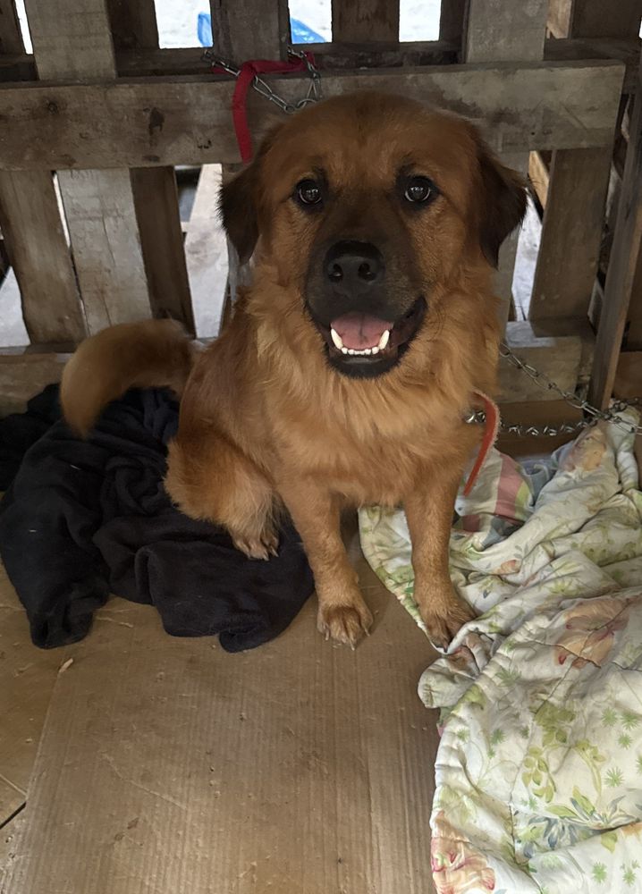 Cão