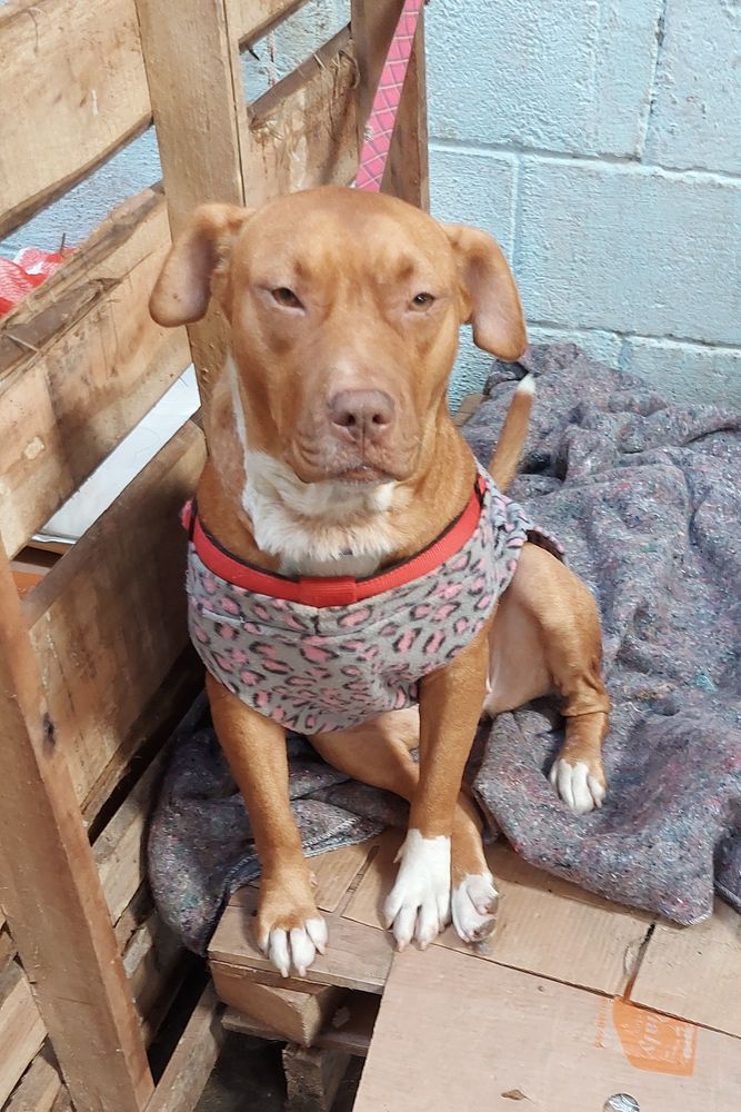 Cão