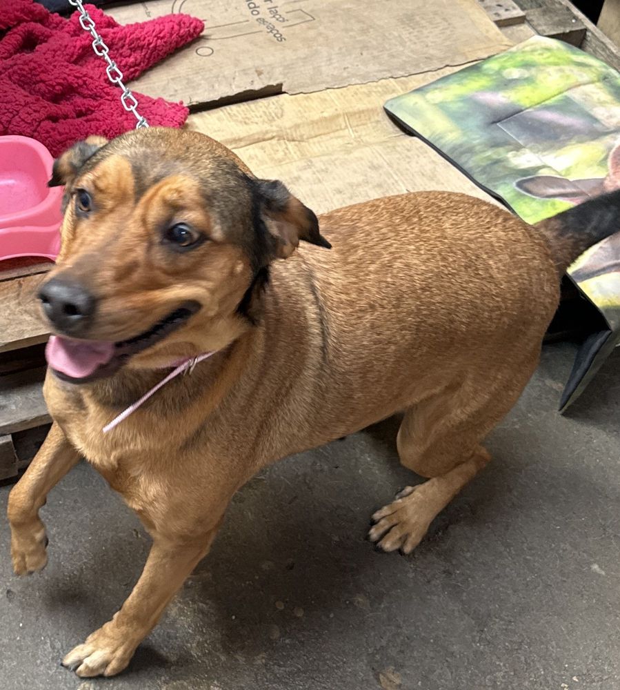 Cão