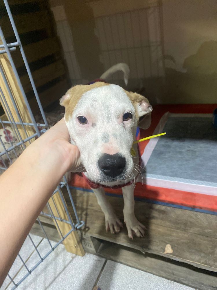 Cão