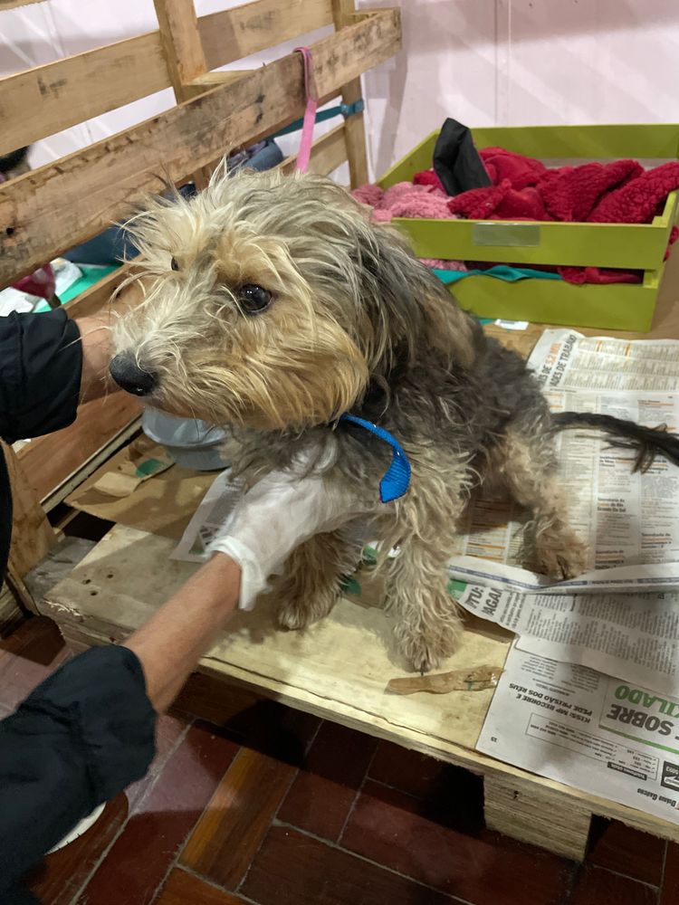 Cão
