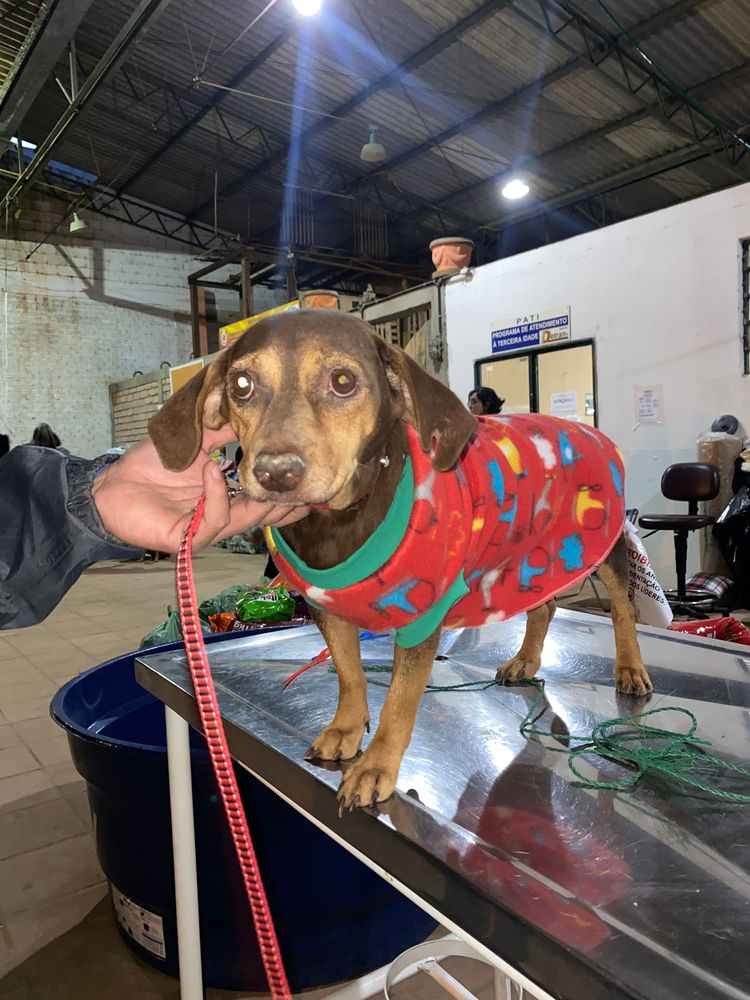 Cão