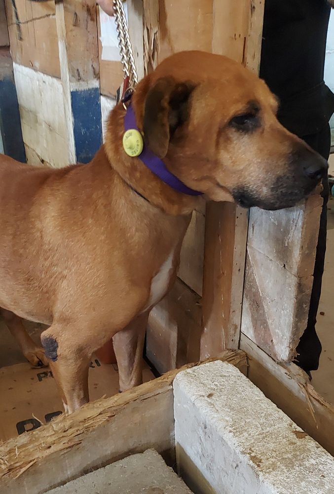 Cão