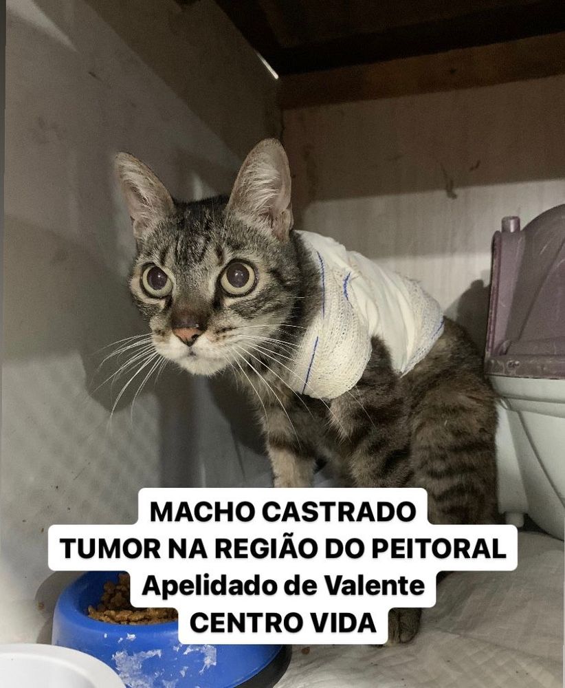 Gato