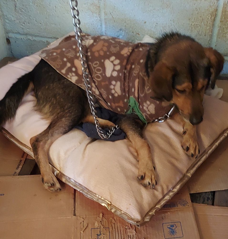 Cão