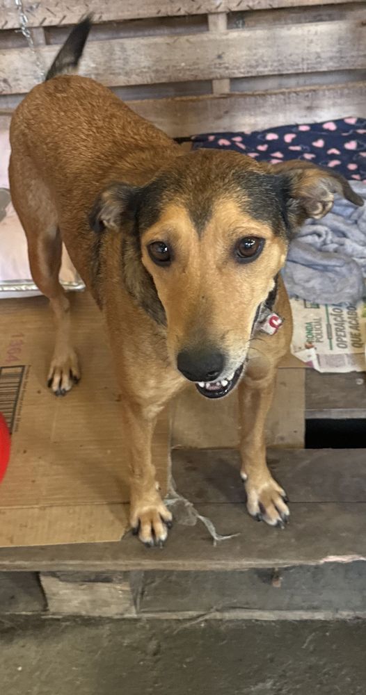 Cão