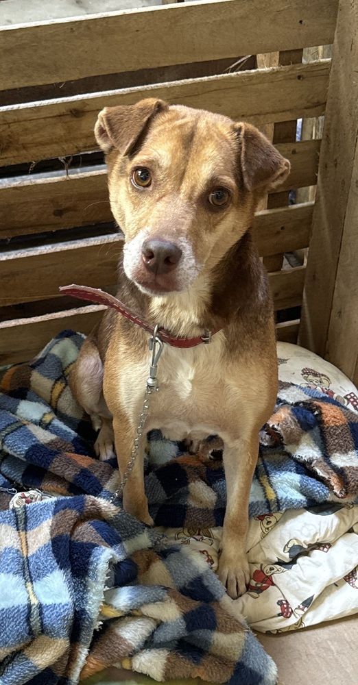 Cão