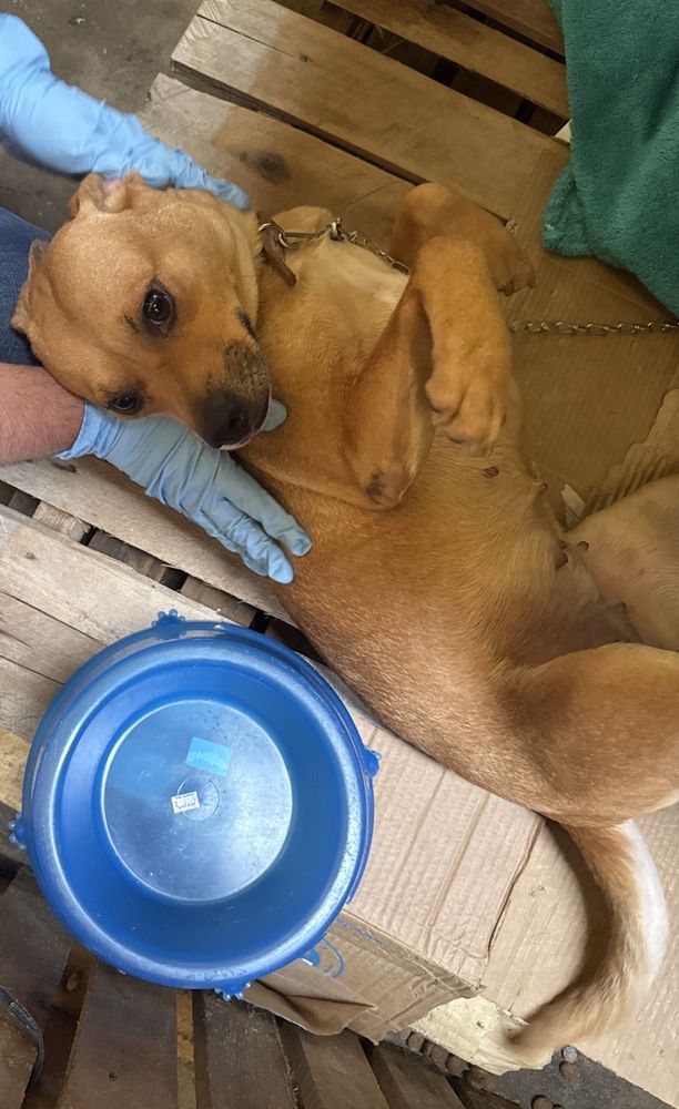 Cão