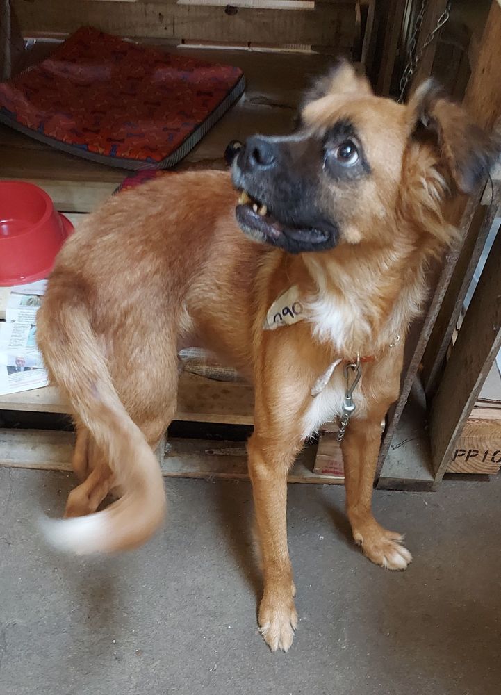 Cão