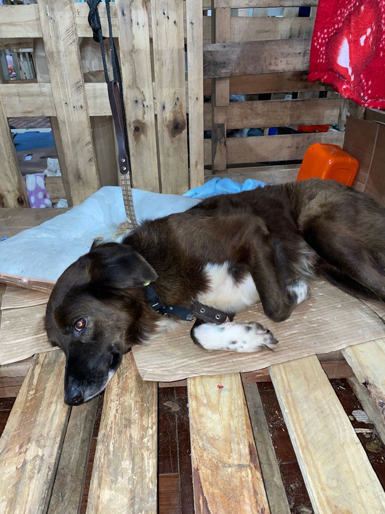 Cão