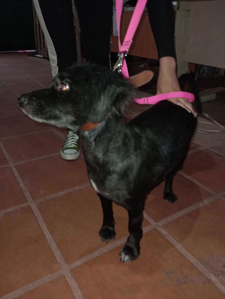 Cão
