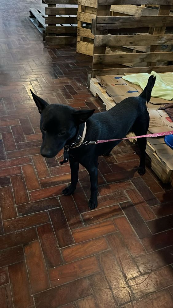 Cão