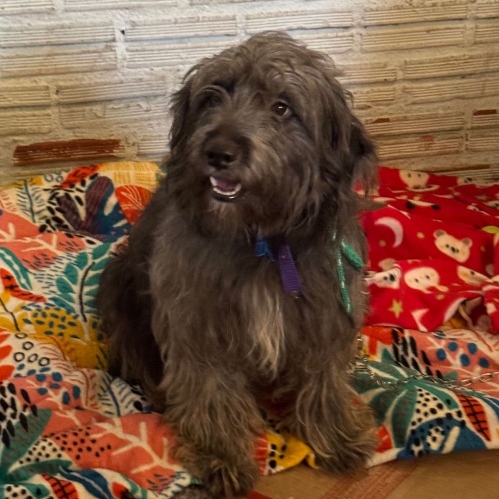 Cão