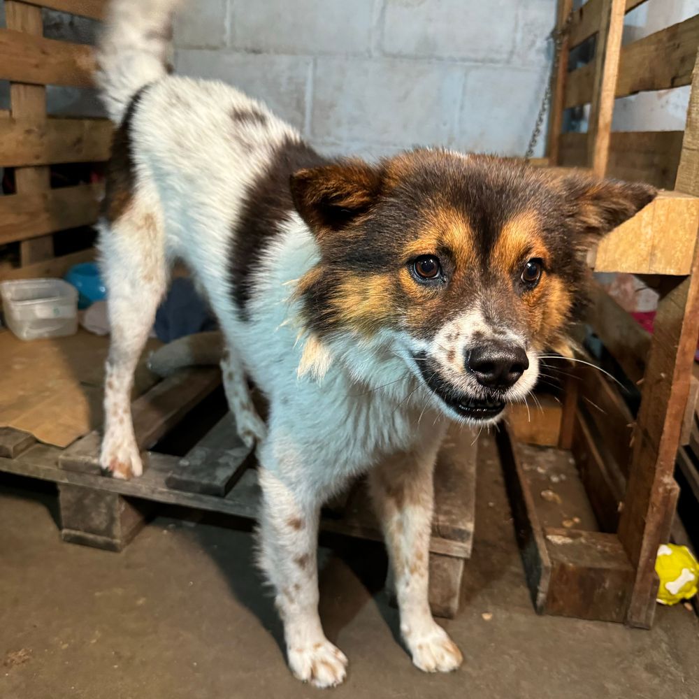Cão