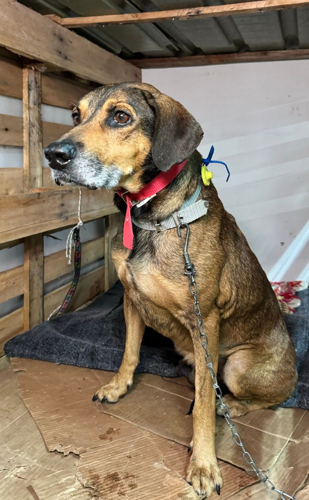 Cão