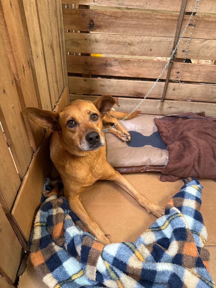 Cão