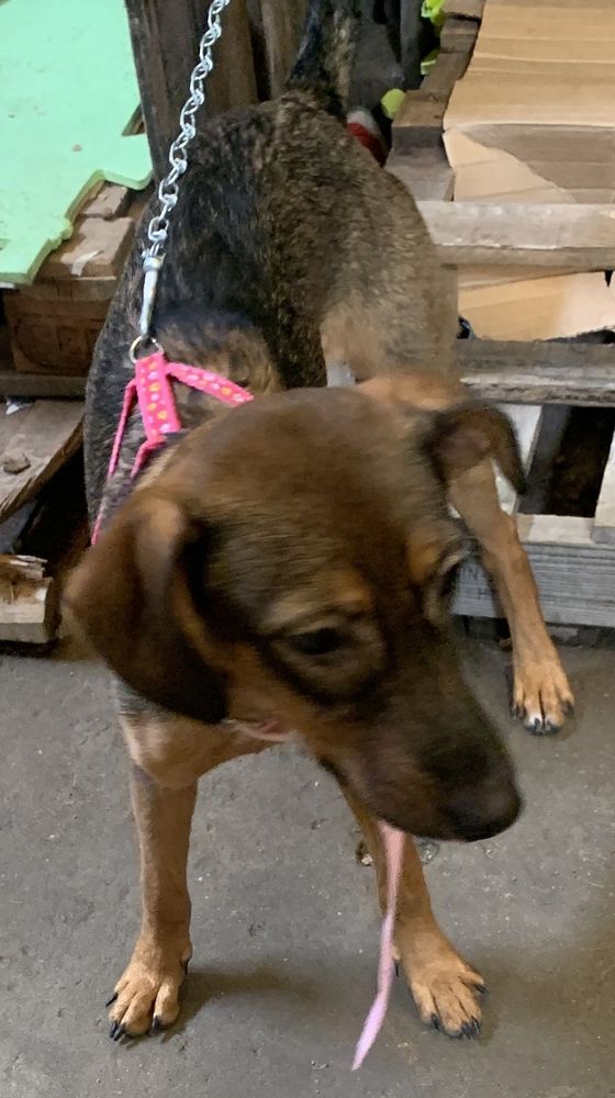Cão