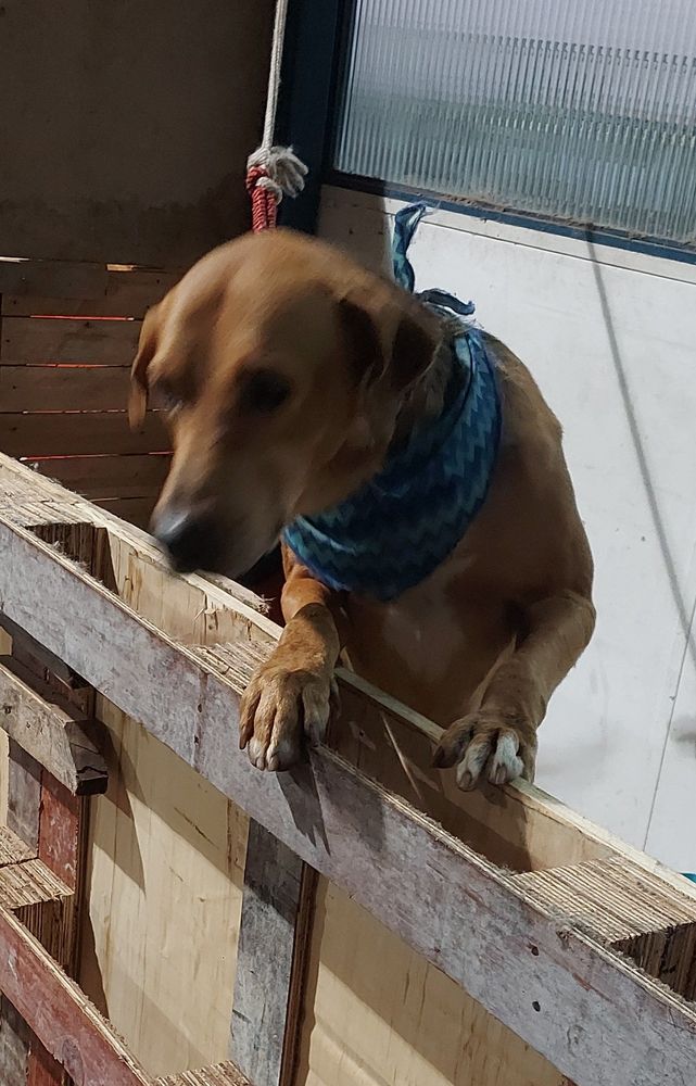 Cão