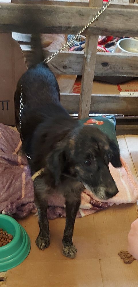 Cão