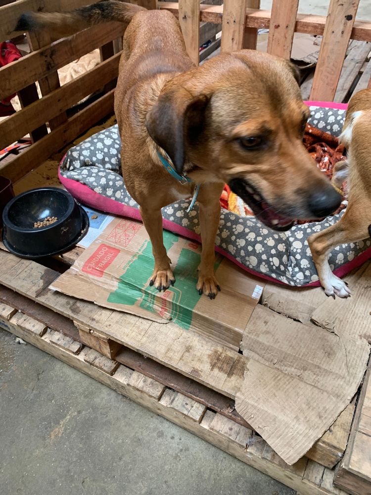 Cão