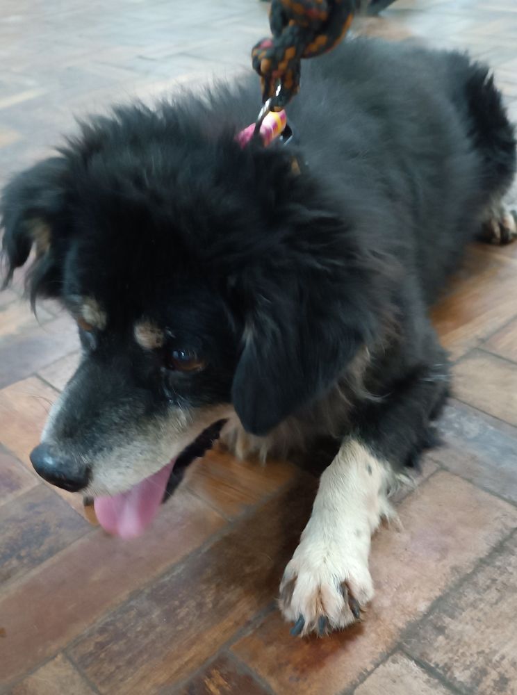 Cão