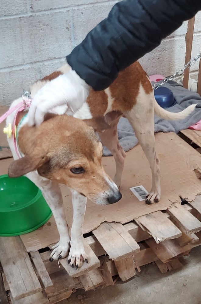Cão