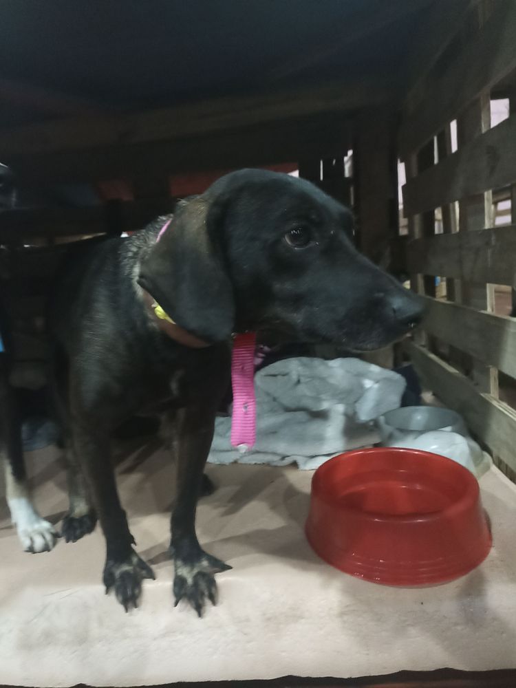 Cão