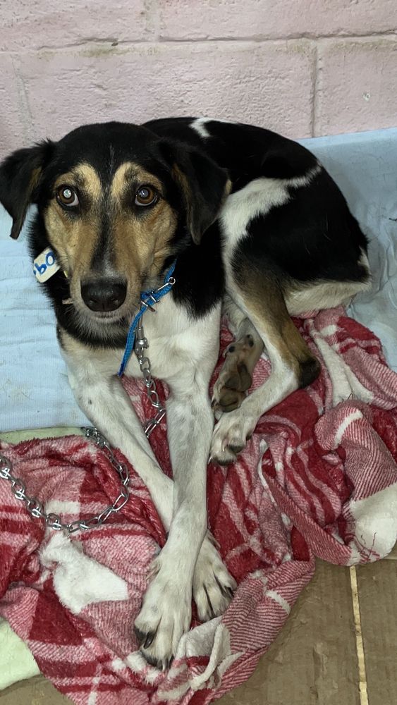 Cão