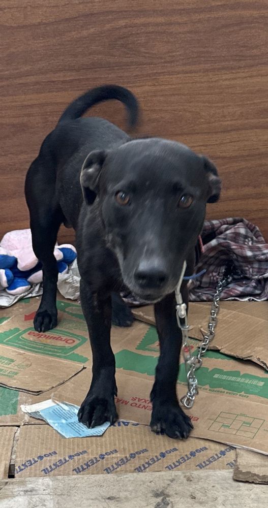 Cão